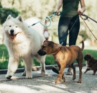 Pet Care Services Sarasota